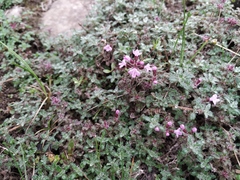 Thymus extremus