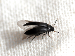 Anaspis rufilabris