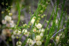 Acacia willdenowiana