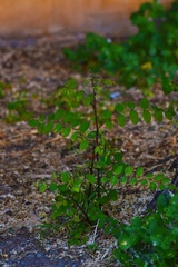 Robinia pseudoacacia