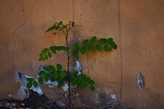 Robinia pseudoacacia