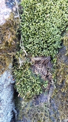 Ptychostomum moravicum