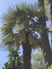 Trachycarpus