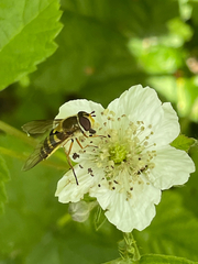 Syrphus ribesii