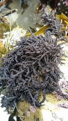 Callithamnion pikeanum