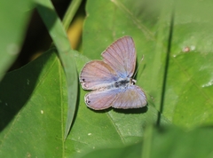 Euchrysops cnejus