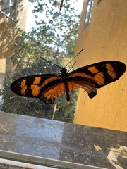 Eueides vibilia