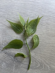 Celtis