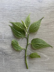 Celtis