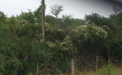 Clematis brachiata