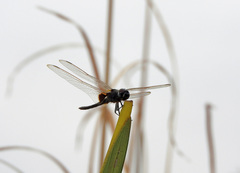 Urothemis edwardsii
