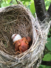 Cistothorus stellaris