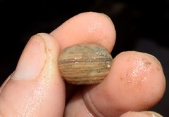 Arcopsis adamsi