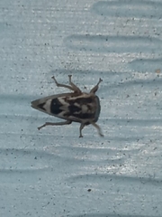 Cyrtolobus pallidifrontis