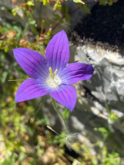 Campanula patula