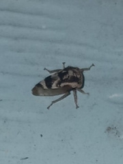 Cyrtolobus pallidifrontis