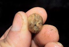Arcopsis adamsi