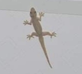 Hemidactylus platyurus