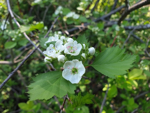 Crataegus chrysocarpa var. praecox