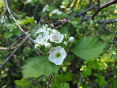 Crataegus chrysocarpa praecox