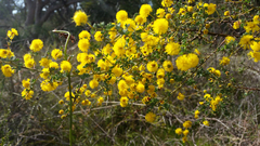 Acacia pulchella