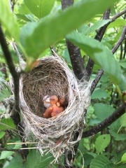 Cistothorus stellaris