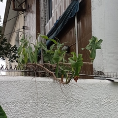 Philodendron bipennifolium