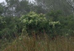 Clematis brachiata