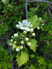Crataegus chrysocarpa praecox