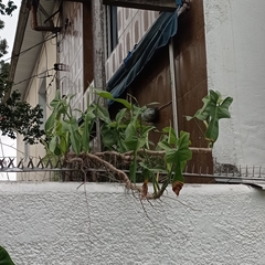 Philodendron bipennifolium