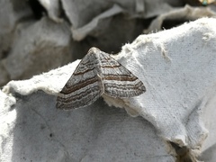 Scotopteryx coarctaria