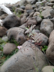 Agrostis vinealis