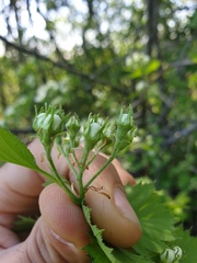 Crataegus chrysocarpa praecox
