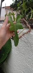 Philodendron bipennifolium