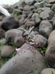 Agrostis vinealis