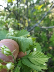 Crataegus chrysocarpa praecox