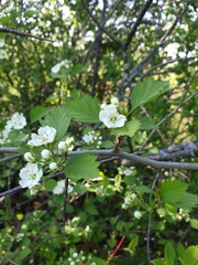 Crataegus chrysocarpa praecox