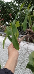 Philodendron bipennifolium