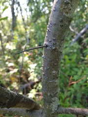 Crataegus chrysocarpa praecox