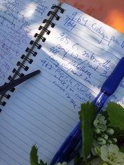 Crataegus chrysocarpa praecox