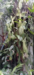 Philodendron bipennifolium