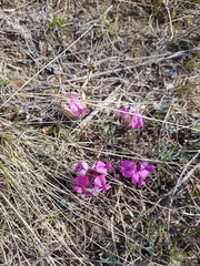 Oxytropis leptophylla