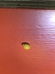 Harmonia sedecimnotata