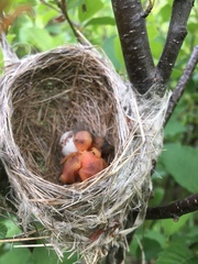 Cistothorus stellaris