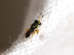 Mesopolobus tibialis