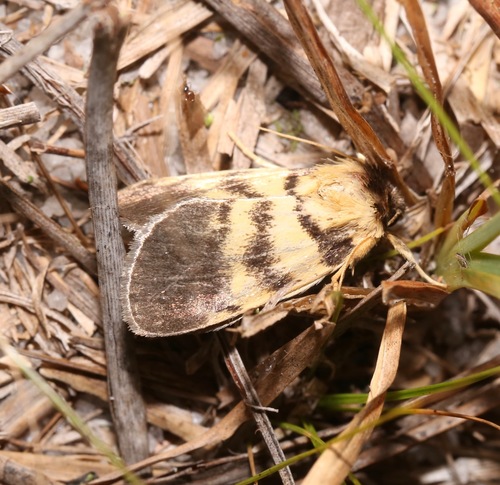 Ridings’ Pitcherplant Moth photo 2