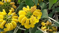 Phlomis fruticosa