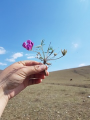 Oxytropis leptophylla