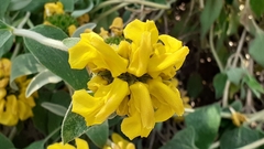 Phlomis fruticosa