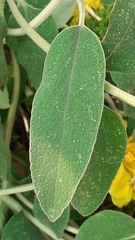 Phlomis fruticosa